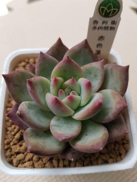 多肉植物 赤色風暴 魯肉販 蝦皮購物