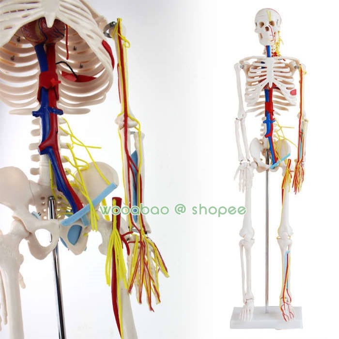 (ENOVO-241) 醫學85CM人體骨骼心臟血管神經模型 小針刀人體骨骼模型