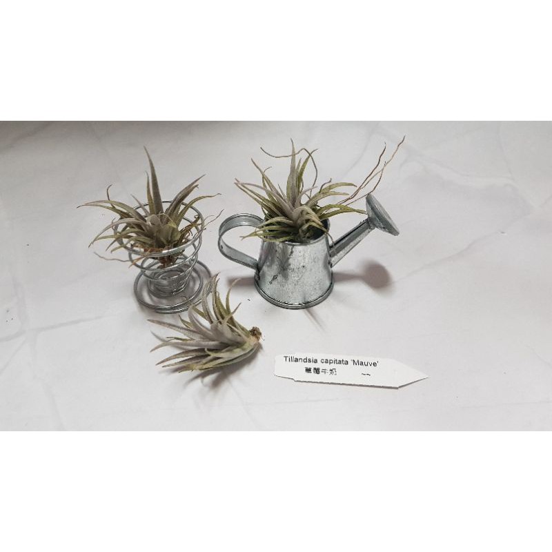 ◤永藝◢空氣鳳梨專賣_草莓牛奶Tillandsia capitata Mauve