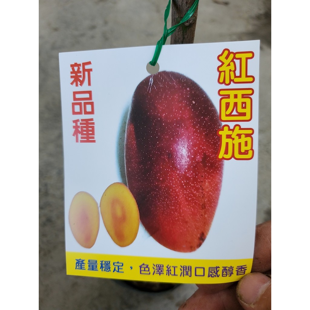紅西施芒果 拍賣 評價與ptt熱推商品 2021年4月 飛比價格