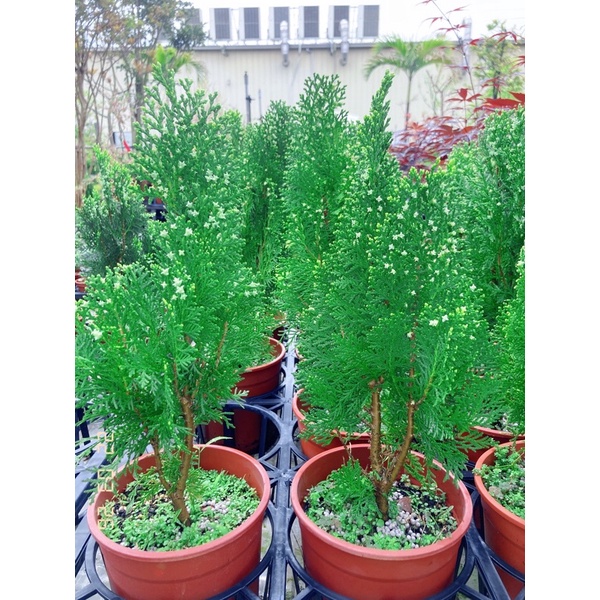 《JC小品園藝》黃金扁柏5寸盆/植栽/植物/園藝/花藝/日照植物/喬木植物/風水植物/盆景植物