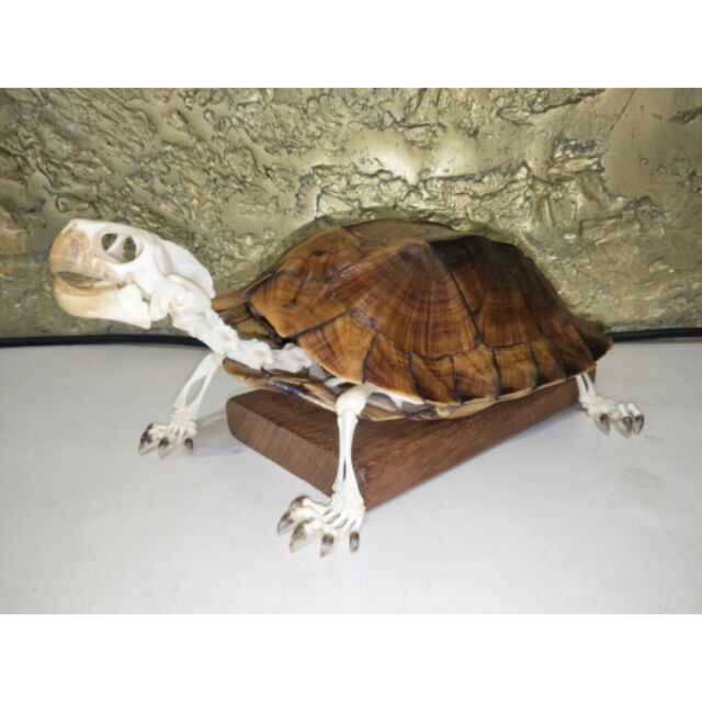 &lt;高背八角龜全身骨骼標本&gt;特殊個體 Cuora mouhotii鋸背緣龜 Keeled Box turtle 頭骨烏龜殼