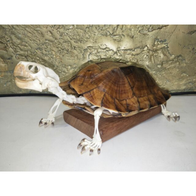 高背八角龜全身骨骼標本 Cuora Mouhotii鋸背緣龜keeled Box Turtle大型箱龜完整骨頭烏龜殼 蝦皮購物