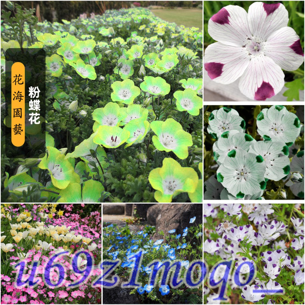 最速粉蝶花种子