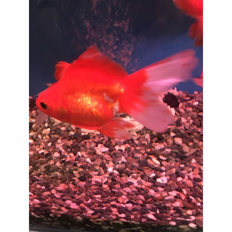 招財魚日本研發琉金金魚全部特價190元13 15公分 蝦皮購物