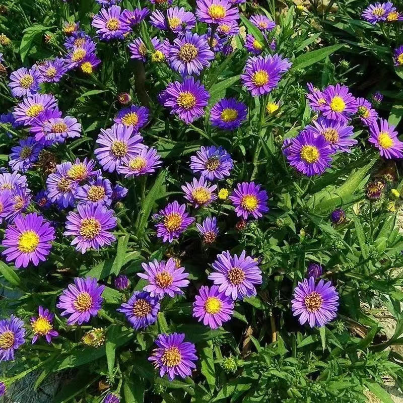 高山紫菀種子  荷蘭紫菀菊花種子 多年生香草種子