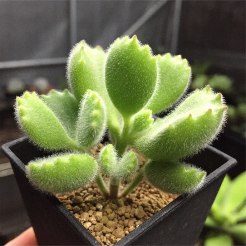 多肉植物 熊童子 熊掌多肉 綠熊 B 03 蝦皮購物