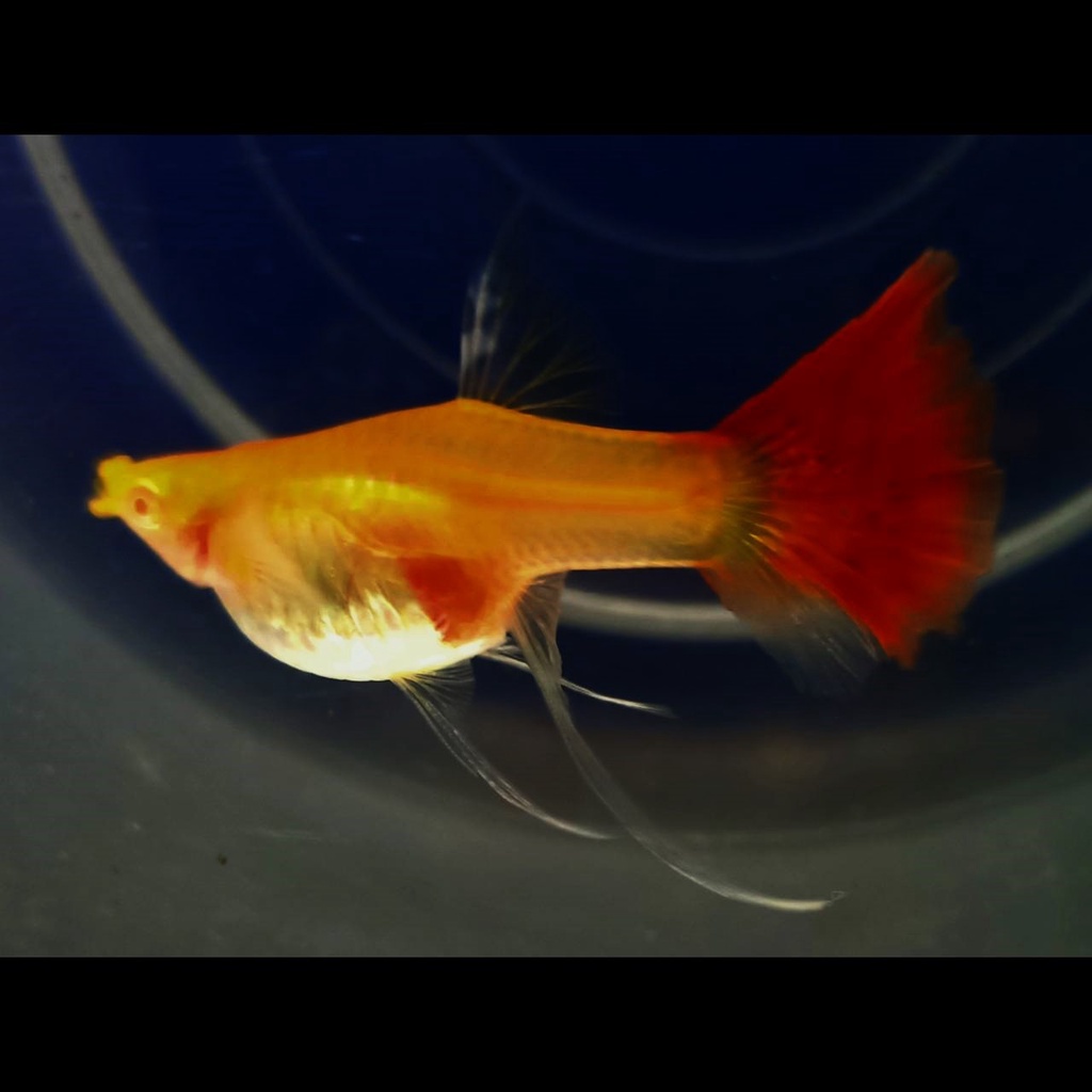 小型觀賞魚專用 優惠推薦 22年8月 蝦皮購物台灣