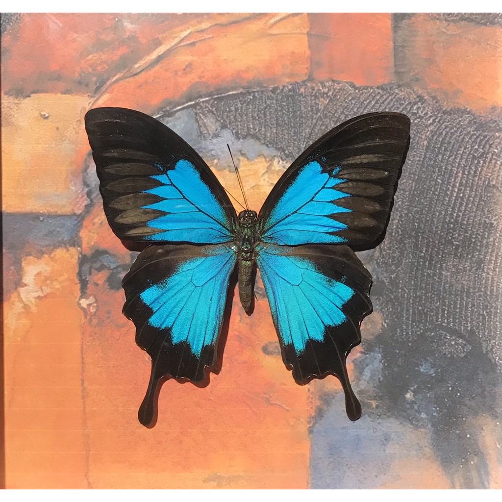 Ll Papilio Ulysses Ulysses Ll 澳洲大琉璃鳳蝶蝴蝶標本 蝦皮購物
