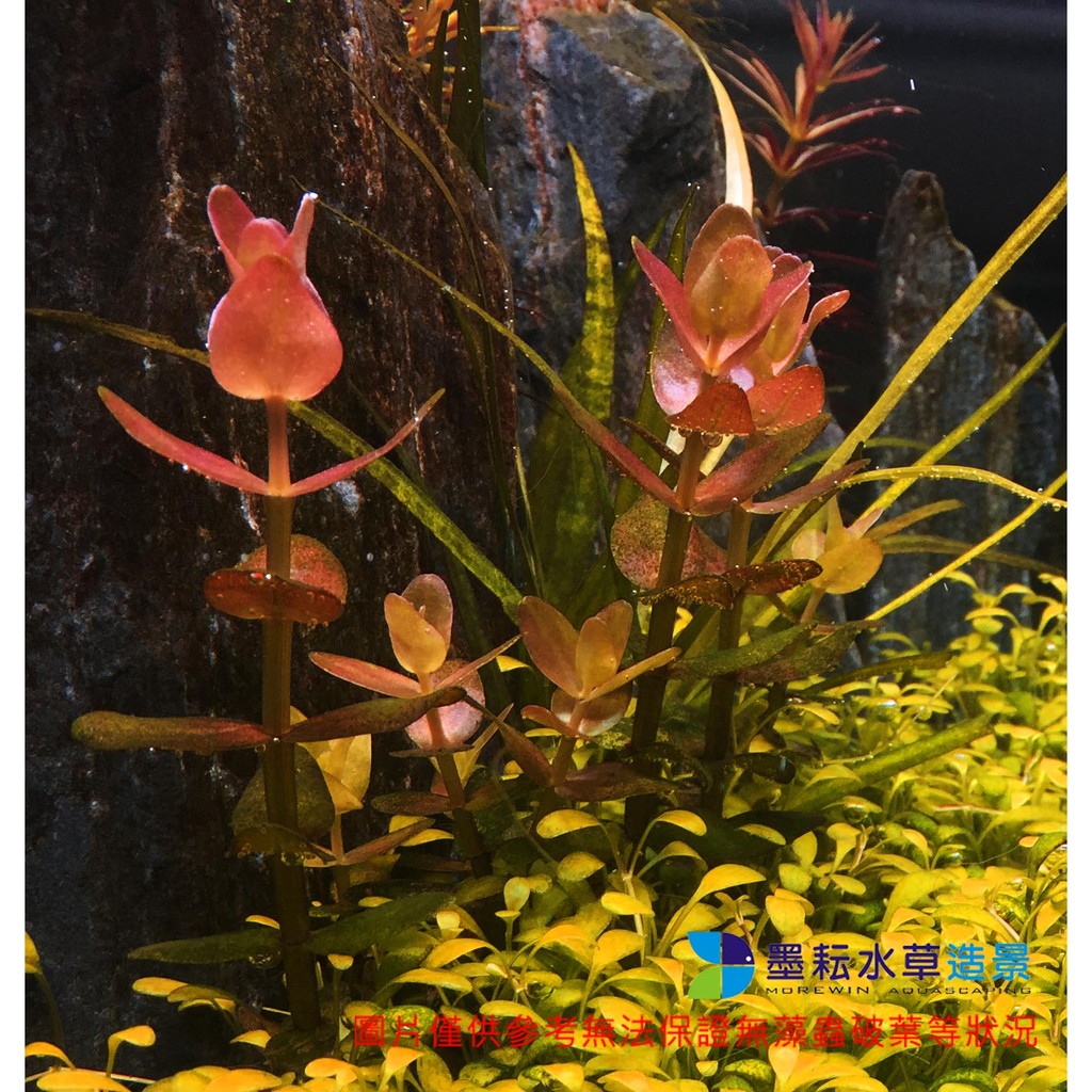 墨耘水草 粉紅虎耳3株 30元 水中葉 紅色後景一般級 蝦皮購物