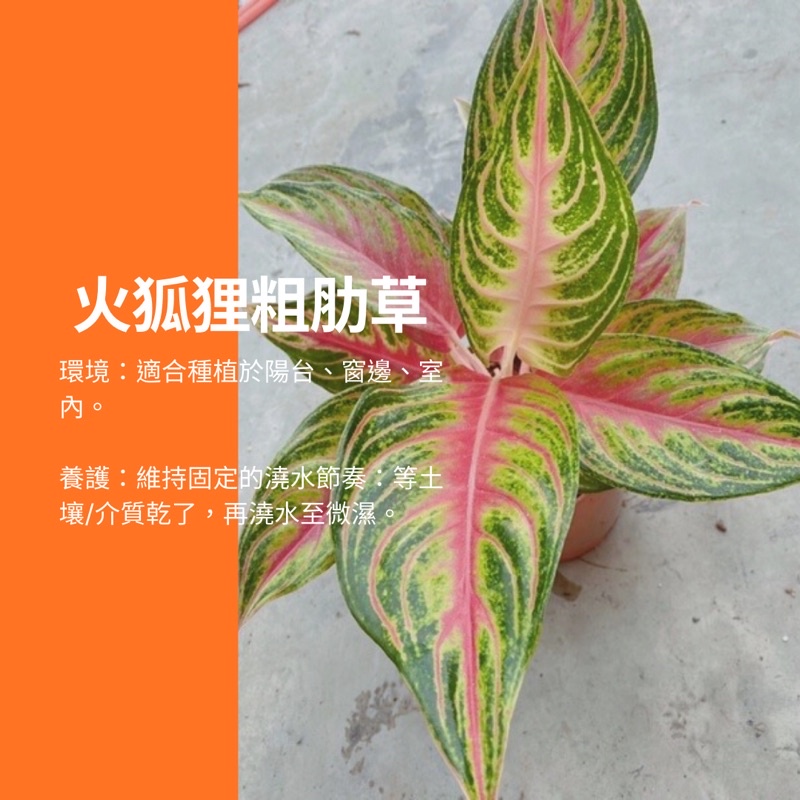 5吋 火狐狸粗肋草 火狐狸 觀葉植物 網紅植物 室內植物 綠化盆栽 陽台植物