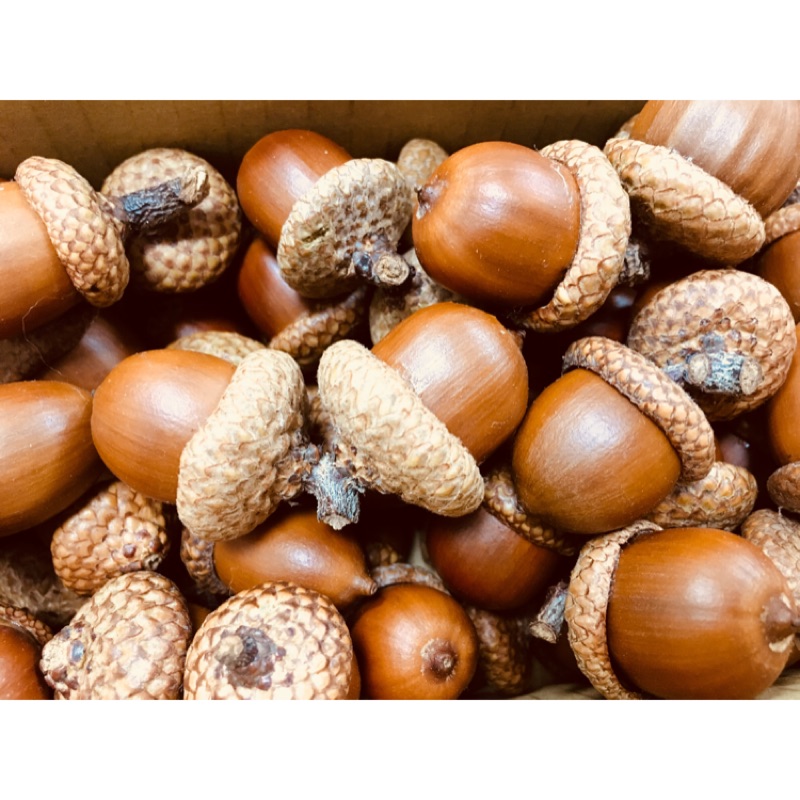 美國紅櫟 殼斗科 北美紅櫟 | 蝦皮購物