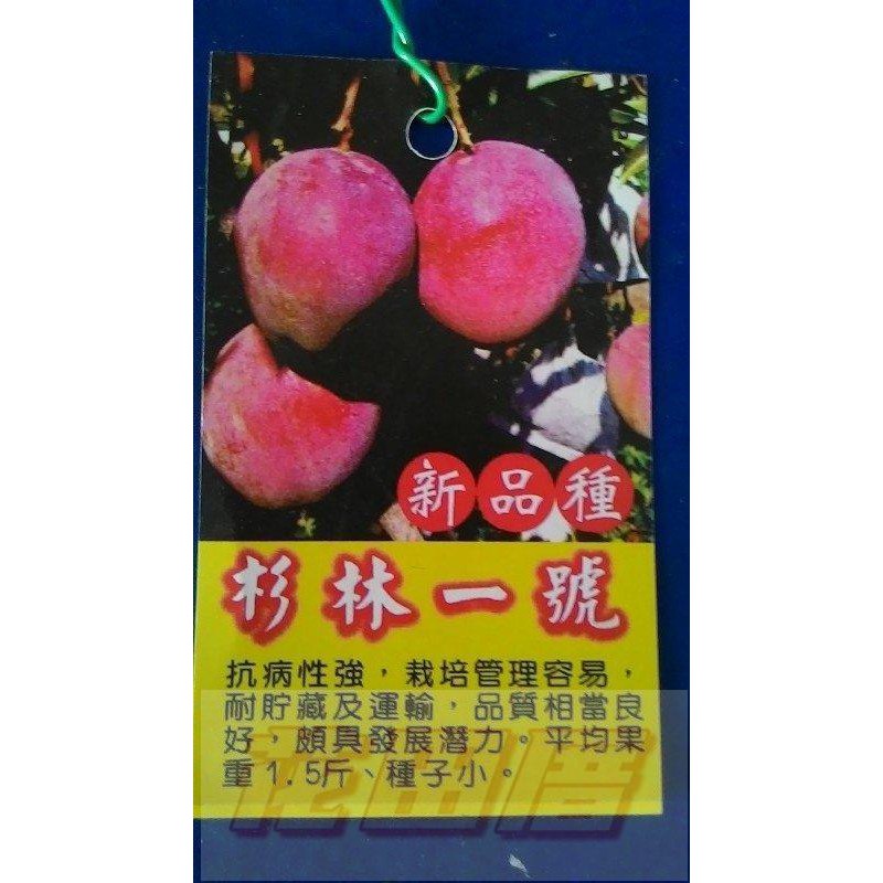 芒果 杉林一號 苗 Ptt Dcard討論與高評價商品 2021年9月 飛比價格
