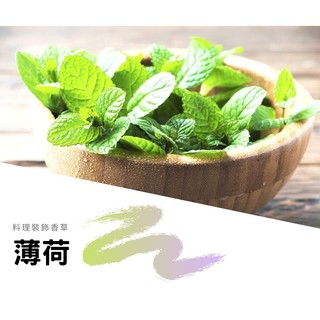 薄荷/花草/清新香草植物/園藝綠手指/媽媽料理