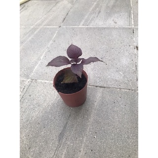 紅紫蘇 優惠推薦 21年9月 蝦皮購物台灣