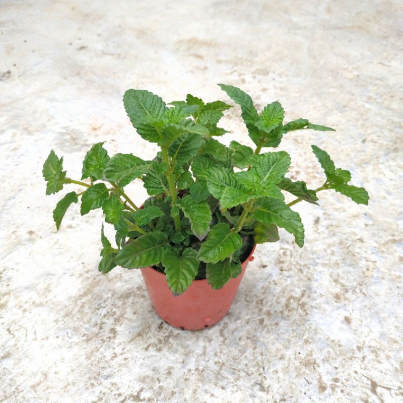 仙草盆栽 3吋盆 5吋盆 退火仙草茶香草植物 蝦皮購物