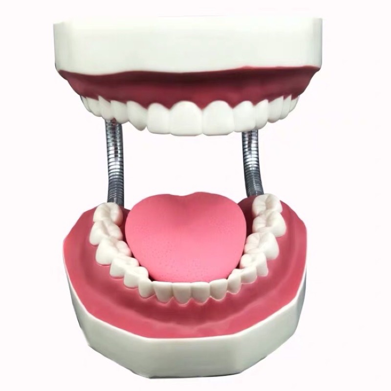 6倍牙齒模型/齒科教具/牙齒模型/齒科教材