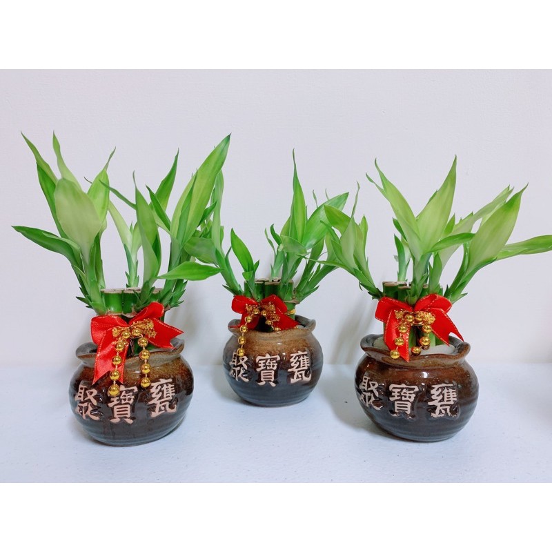 現貨開運竹聚財盆 開幕禮 祝賀 辦公室綠化植物 水耕植物 開運招財 萬年青 蝦皮購物
