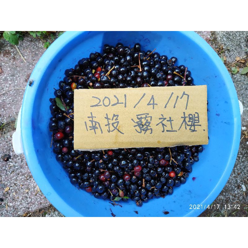 免運 21年採集霧社櫻種子 霧社櫻花種子 霧社山櫻花種子 每份 210顆300元 蝦皮購物