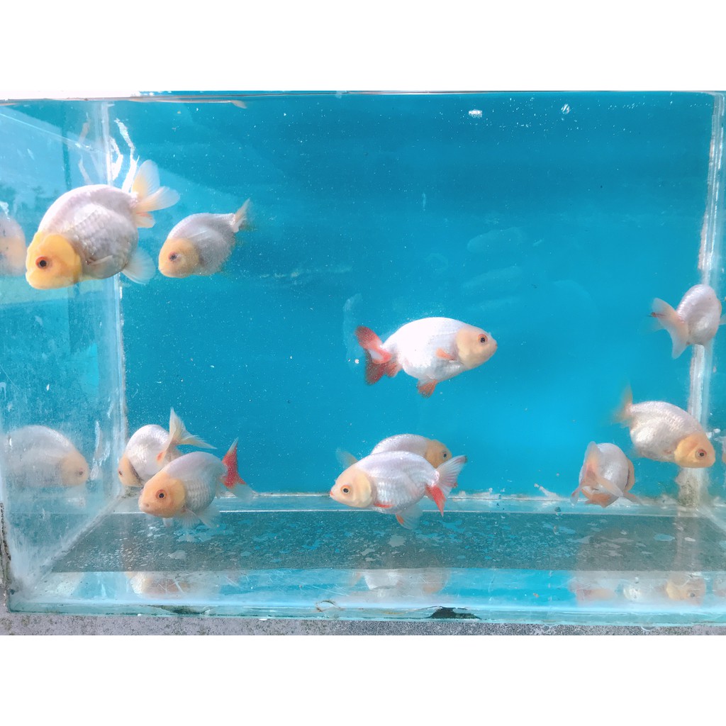 金魚蘭壽 全紅 玉兔 茶金 黑金6 7 公分 蝦皮購物