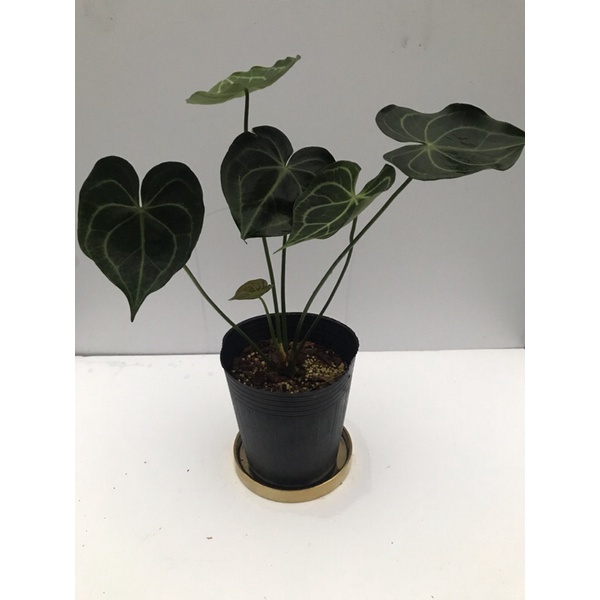 Anthurium clarinervium 明脈花燭（圓葉花燭）/三角葉型