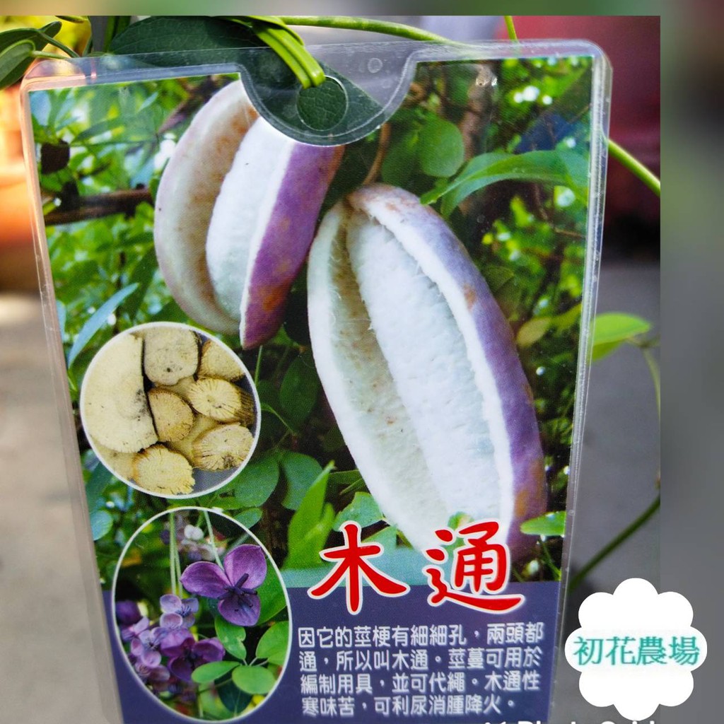 初花農場 木通果 3 5吋盆 果樹 定價400特價350 蝦皮購物