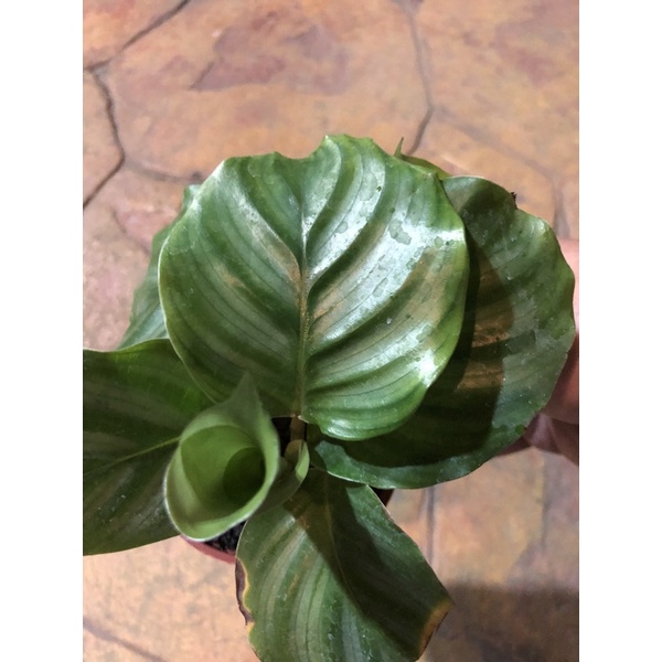 青蘋果/圓葉  竹芋/ 3吋～🍏雨林觀葉植物/網紅植物⋯