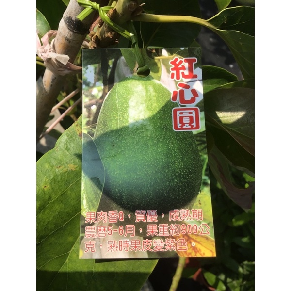 卉迎園藝 紅心圓酪梨🥑嫁接苗8吋盆/水果樹苗/新興果樹