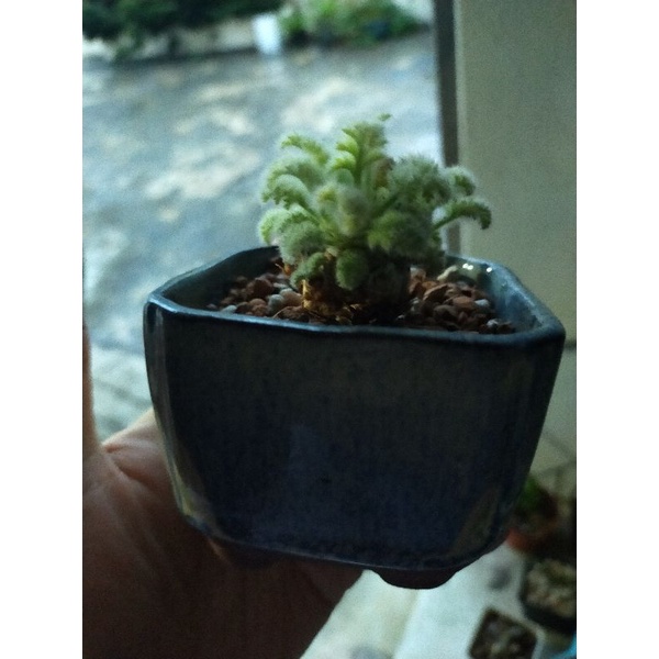羽葉洋葵塊根穩根 一物一拍 美型冬型毛絨葉居家辦公室療癒花盆植物多肉含盆 精品 下單送小植物 爆盆 毛絨絨 冬型3公分 蝦皮購物