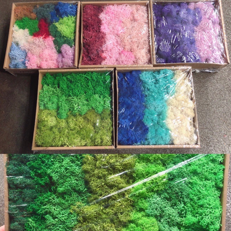 乾燥花水苔 拍賣 評價與ptt熱推商品 21年5月 飛比價格