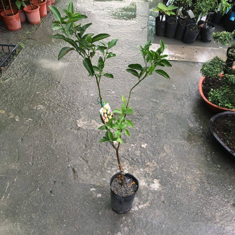 武彬園藝 珍珠蜜柑 四吋半盆約兩尺多高 蝦皮購物