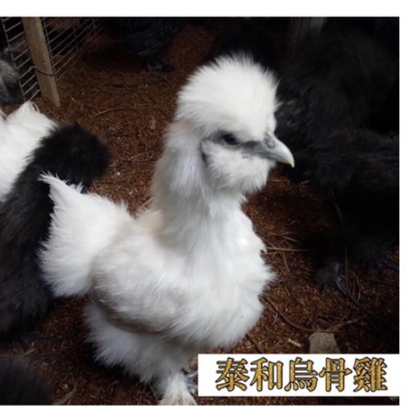 種蛋綜合 泰和烏骨雞黑絲羽烏骨雞清遠麻雞雲南毛腳雞受精蛋 快樂孵小雞 綜合隨雞出貨 蝦皮購物