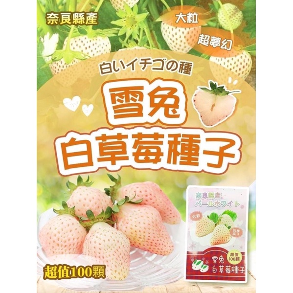 日本夢幻雪兔🐰白草莓種子 現貨24小時出貨