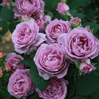 台灣現貨 超低價 月季玫瑰種子 瑞典女王 藍色風暴 洛神玫瑰花種子 四季玫瑰種子