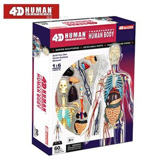 4D Master 26070 立體拼組模型 人體解剖 教學模型系列 - 全透視人體 (全身)【小瓶子的雜貨小舖】