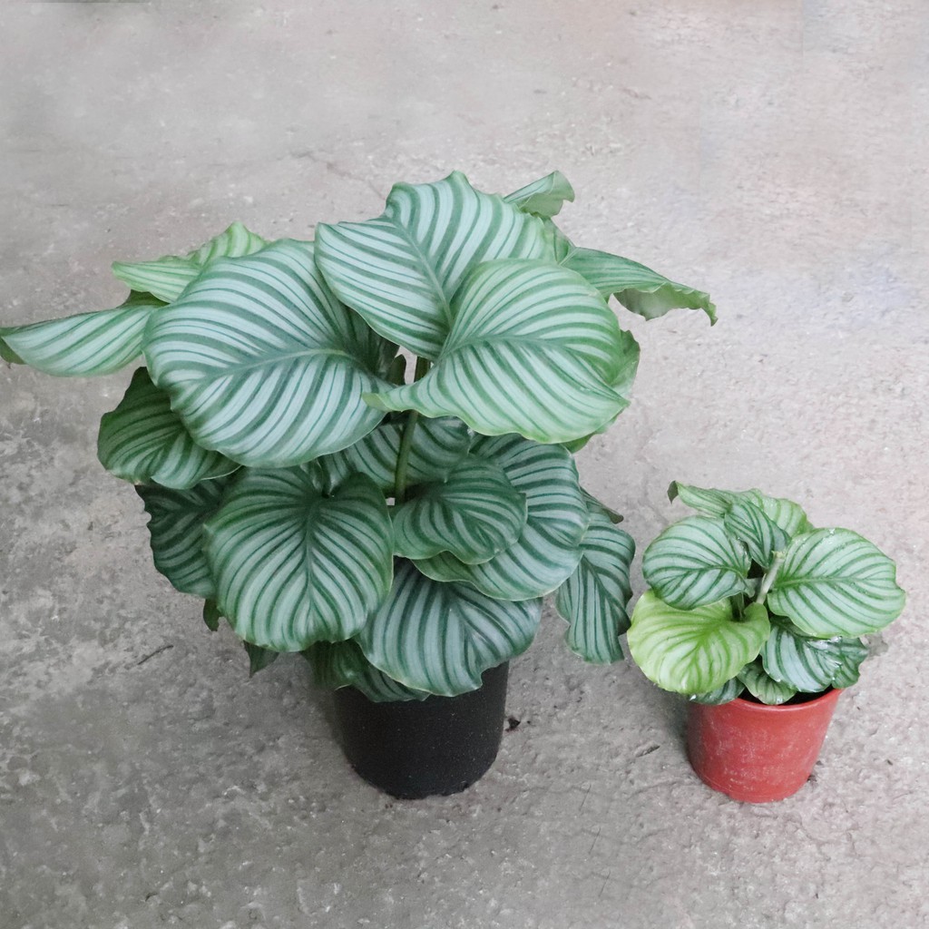 青蘋果竹芋雨林植物觀葉植物 蝦皮購物