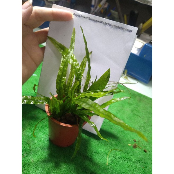 阿馨水草屋 造景水草陰性 細葉鐵皇冠 盆 蝦皮購物