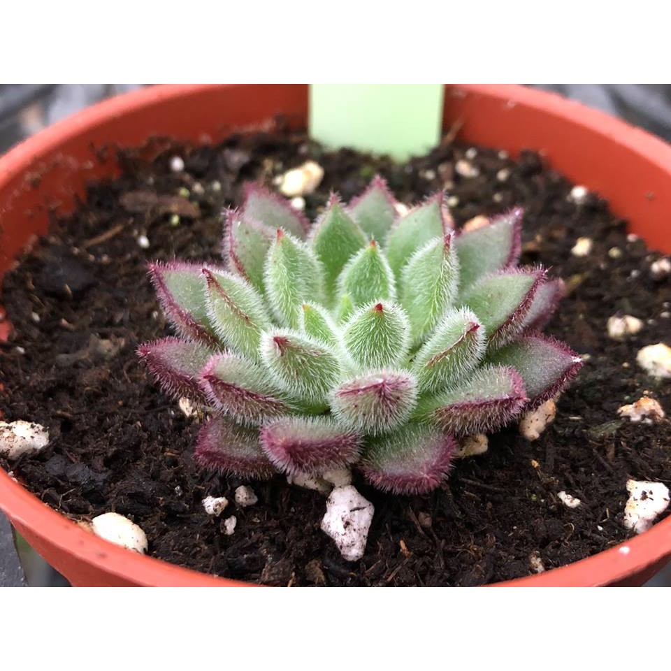 沅鈺農場多肉植物紅輝炎 蝦皮購物