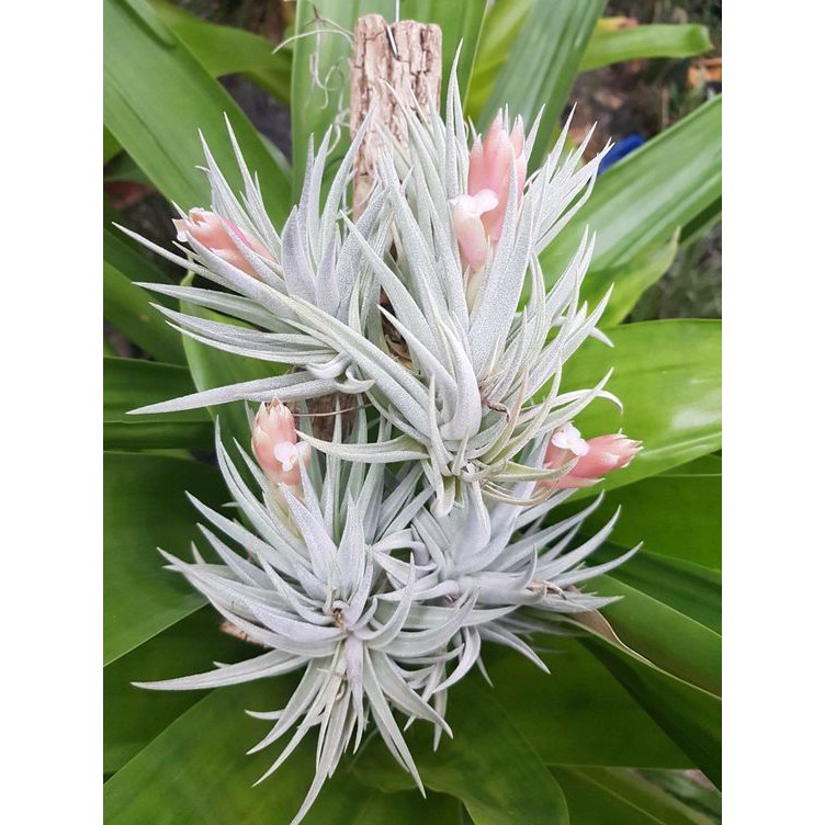 瘋鳳 空氣鳳梨橘色花雷卡維芙莉亞tillandsia Recurvifolia 蝦皮購物