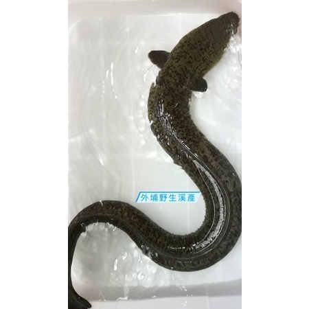 養生天然食補100 野生鱸鰻急凍真空包 蝦皮購物