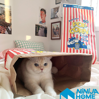 【NiNiJA (貓)】韓國Bite me 貓米花 寵物玩具貓咪紙袋玩具 貓 寵物 韓國代購質感選物