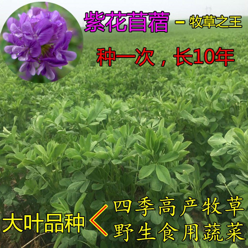 新款 夏季種子促銷 紫花苜蓿種子苜蓿草種子野生食用苜蓿菜牛羊魚多年生牧草種子草籽 蝦皮購物