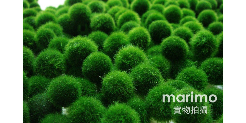 Marimo 毬藻綠藻球專賣店 台灣全省批發 國外可寄 線上商店 蝦皮購物