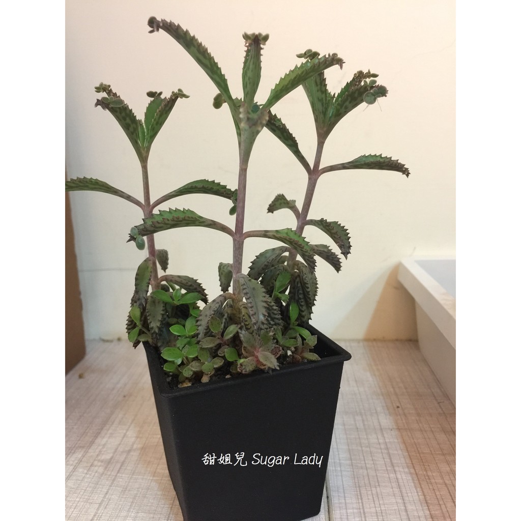 多肉植物 錦蝶 不死鳥 盆栽 3吋盆 婚禮小物 開店居家佈置 拍照攝影道具 多肉盆栽 綠化植物 植栽 小品盆栽 療癒 蝦皮購物