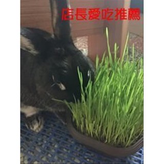 【醬米資材全館899免運】DIY種子栽種 成就滿滿/小麥草(貓草)/100g