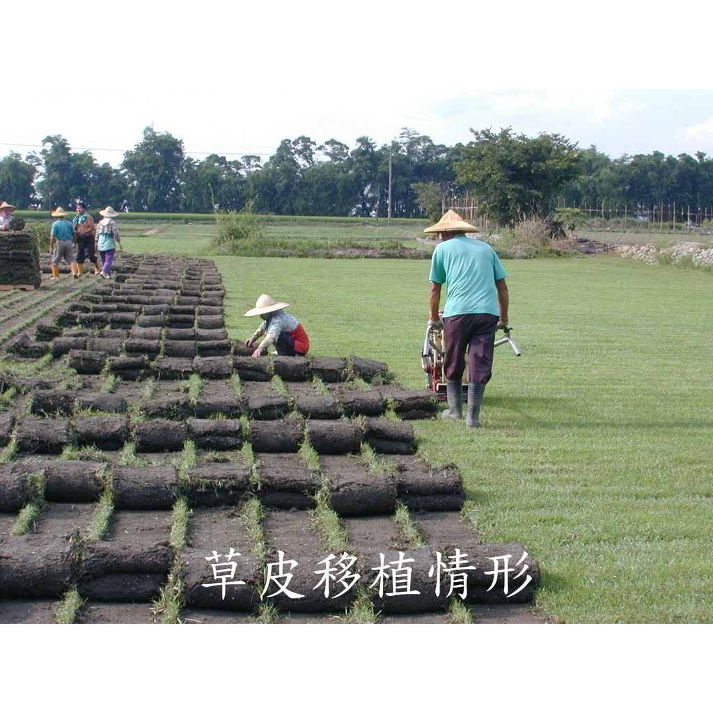 &lt;翡翠園藝農場&gt;草皮草毯台北草.百慕達草.假儉草.奧古斯丁草.百喜草.地毯草.類地毯草.綠珍韓國草.翡翠草.照相用草皮