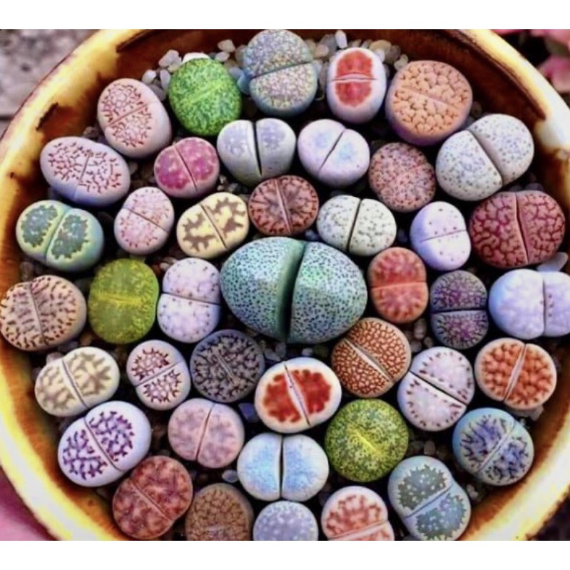 石頭玉 石生花 屁屁花 綜合花色 多肉植物種子 五顆裝 十顆裝 優惠賣場 蝦皮購物