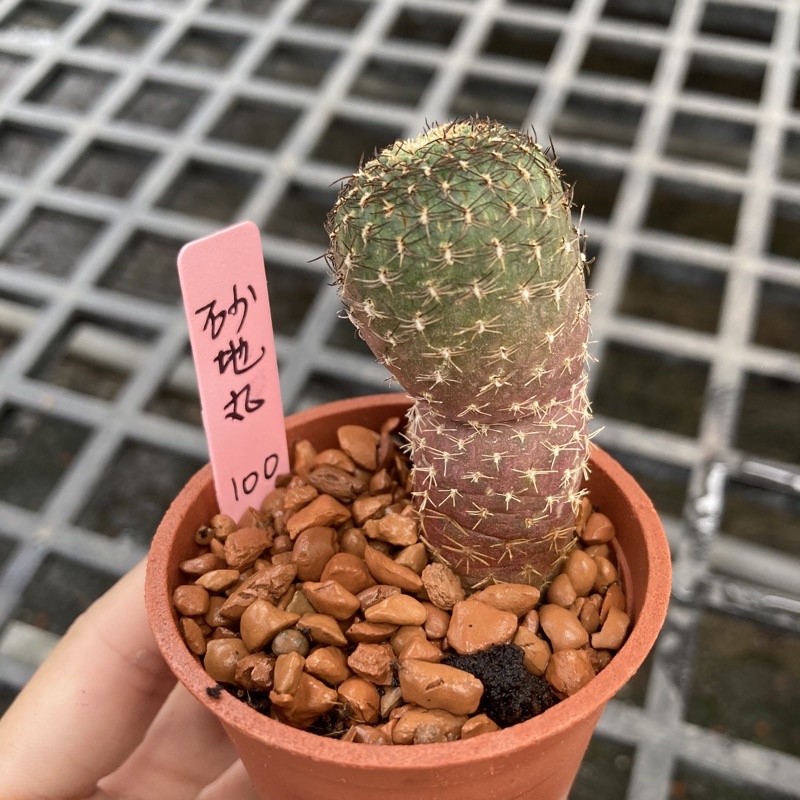 小玉多肉 砂地丸二吋 6 6 蝦皮購物