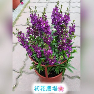 天使花苗 優惠推薦 22年10月 蝦皮購物台灣