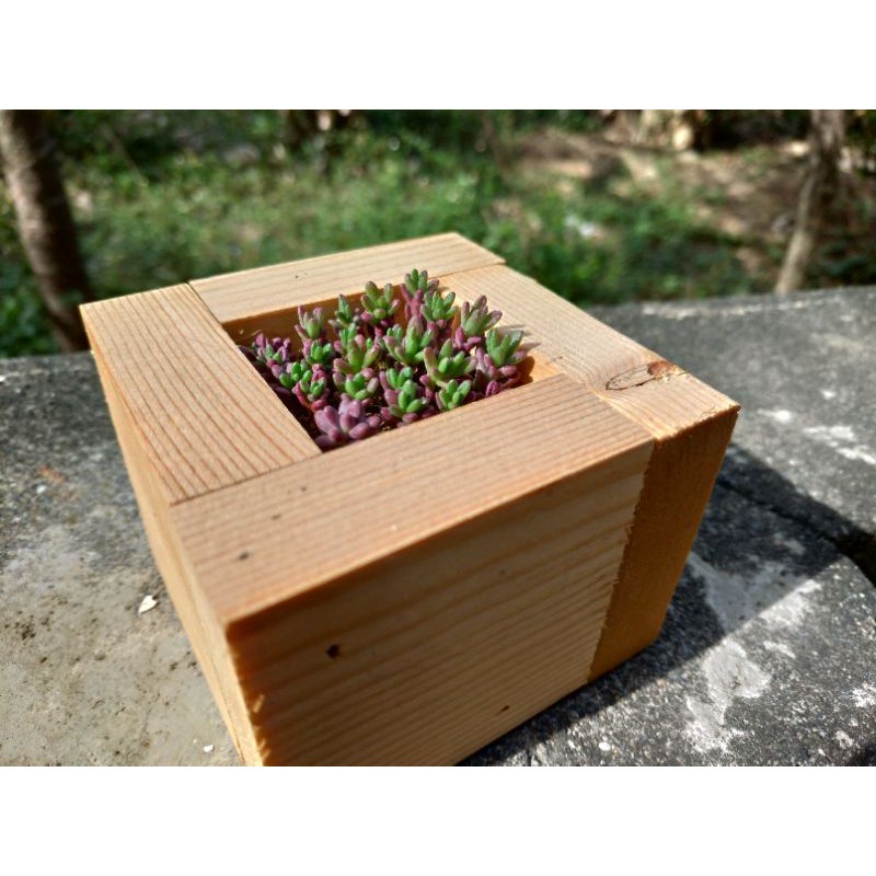 木盒紫米飯-多肉植物-會開花
